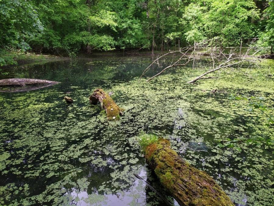 NPR Lanžhotské pralesy