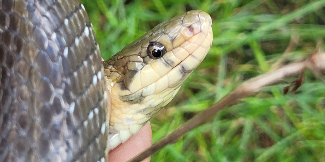 Užovka stromová v CHKO Soutok