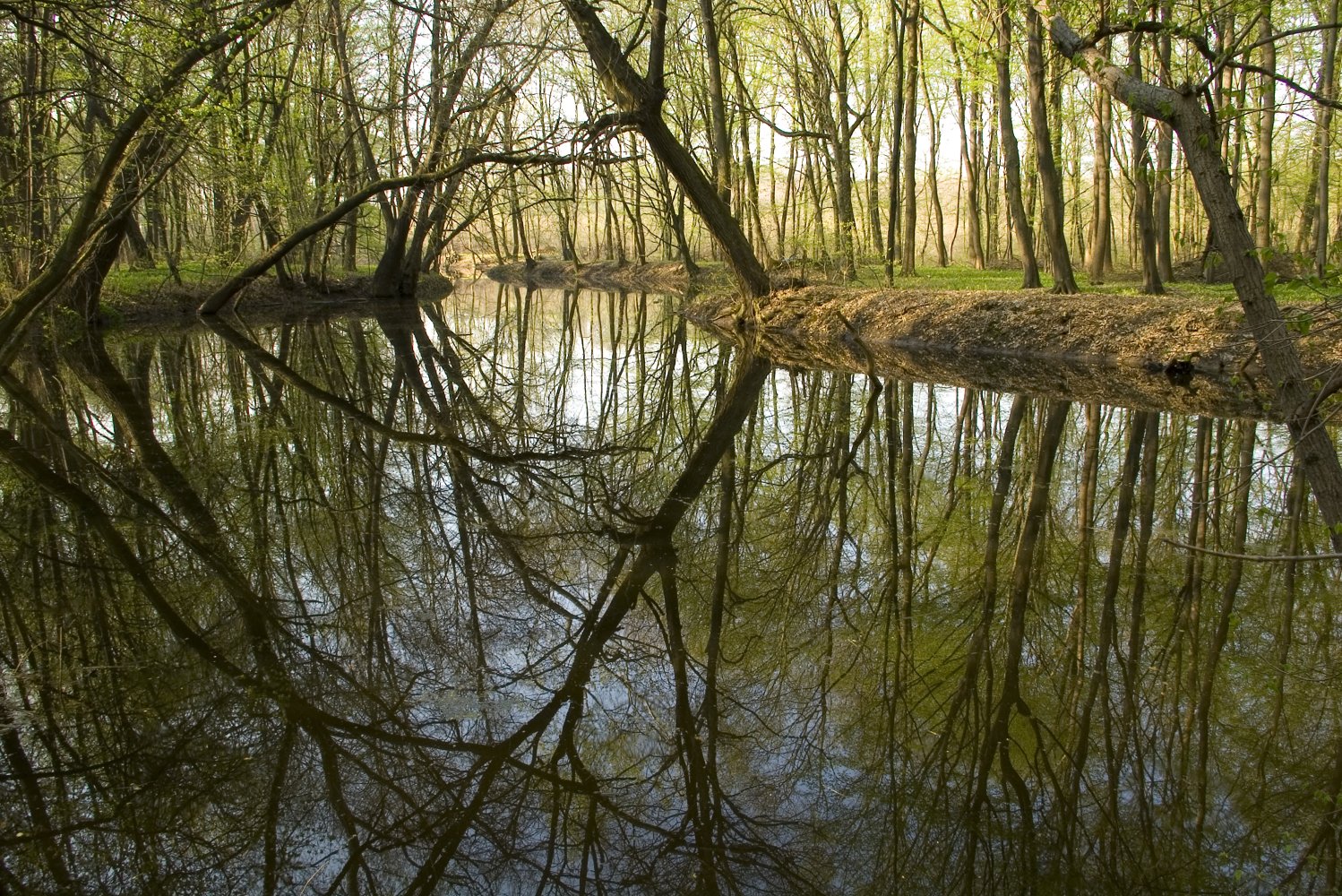 Řeka Dyje v oblasti Soutoku