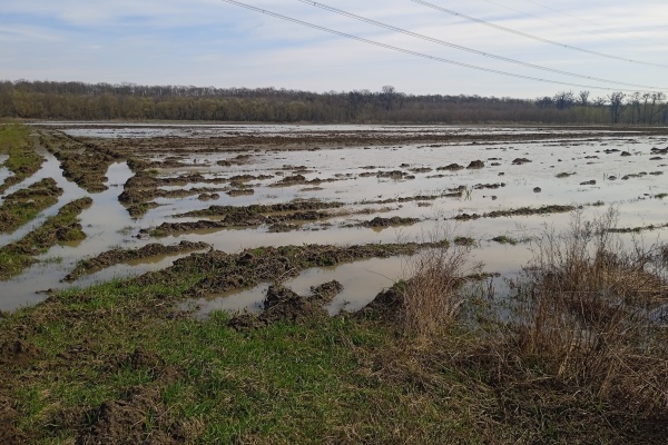 Polní rozliv na lokalitě Lanžhotská Čista
