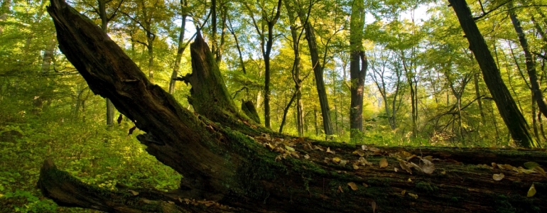 Území budoucí CHKO Soutok