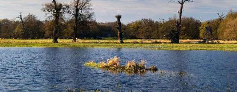 Duby v oblasti Soutoku