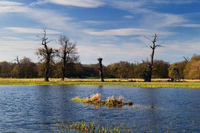 Duby v oblasti Soutoku