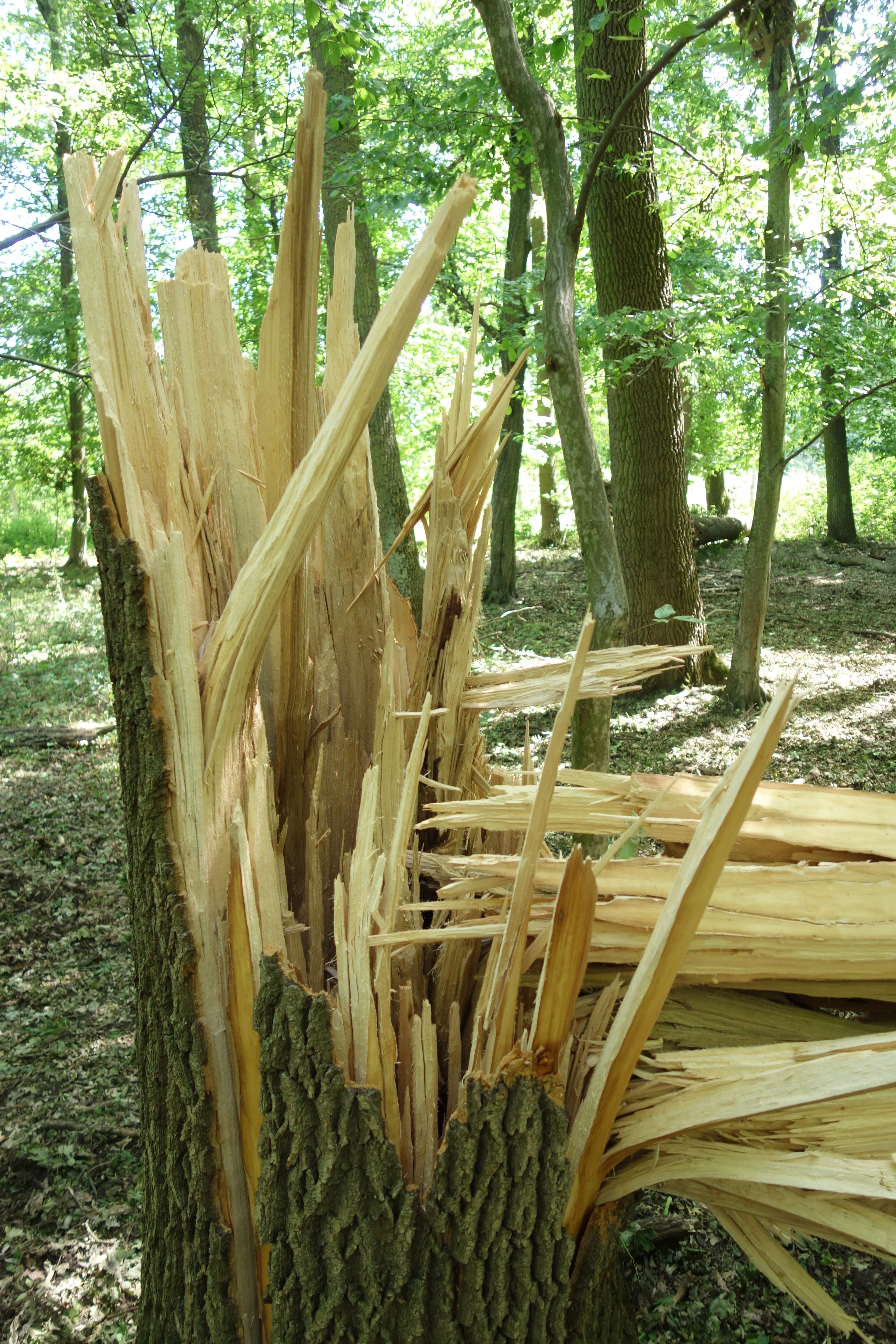 Zlomy jsou optimálním biotopem pro některé druhy hmyzu, jako je například krasec dubový