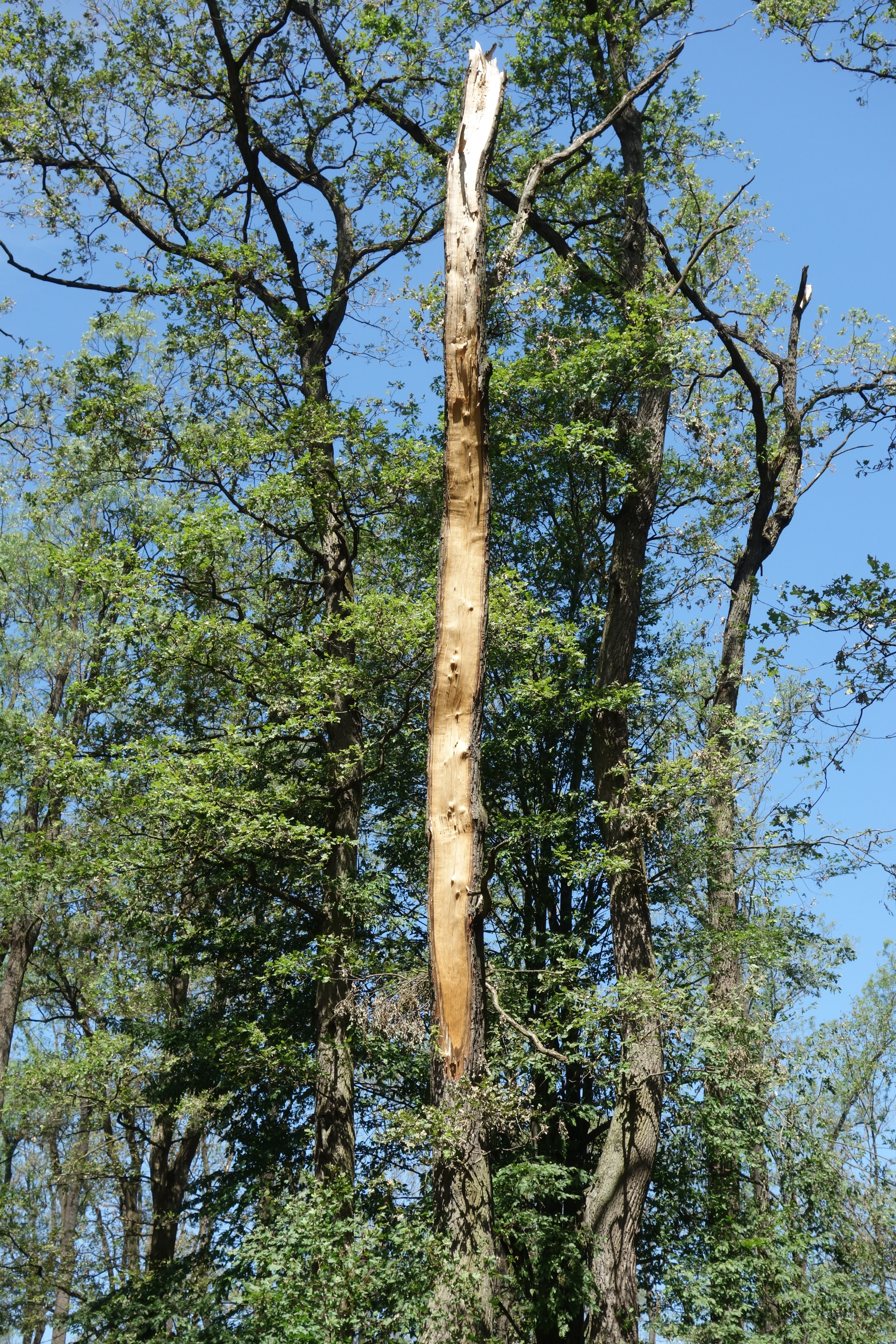 Zlomy jsou optimálním biotopem pro některé druhy hmyzu, jako je například krasec dubový