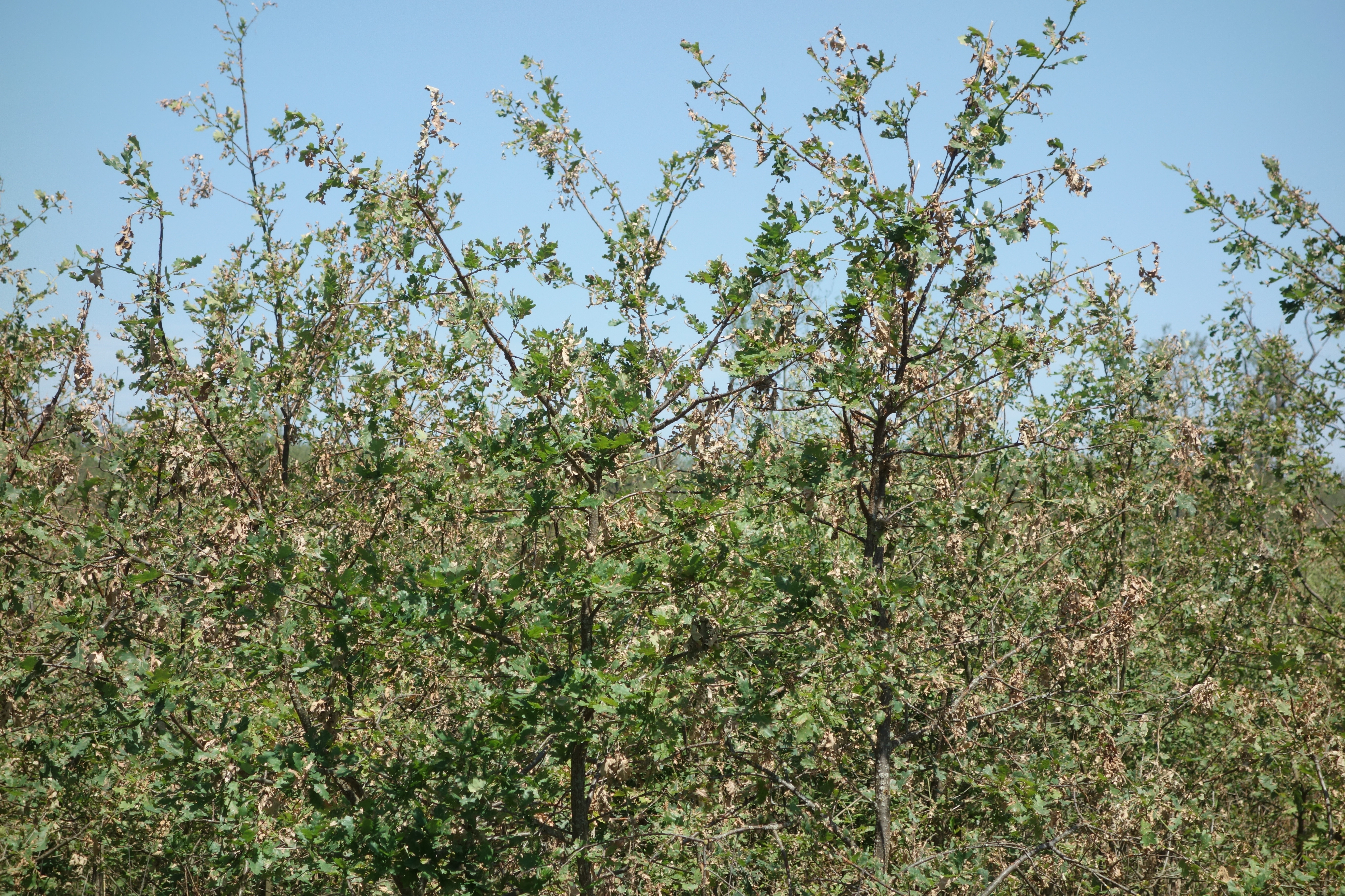 Poškození mladých dubových kultur kroupami by nemělo mít zásadní vliv na jejich růst