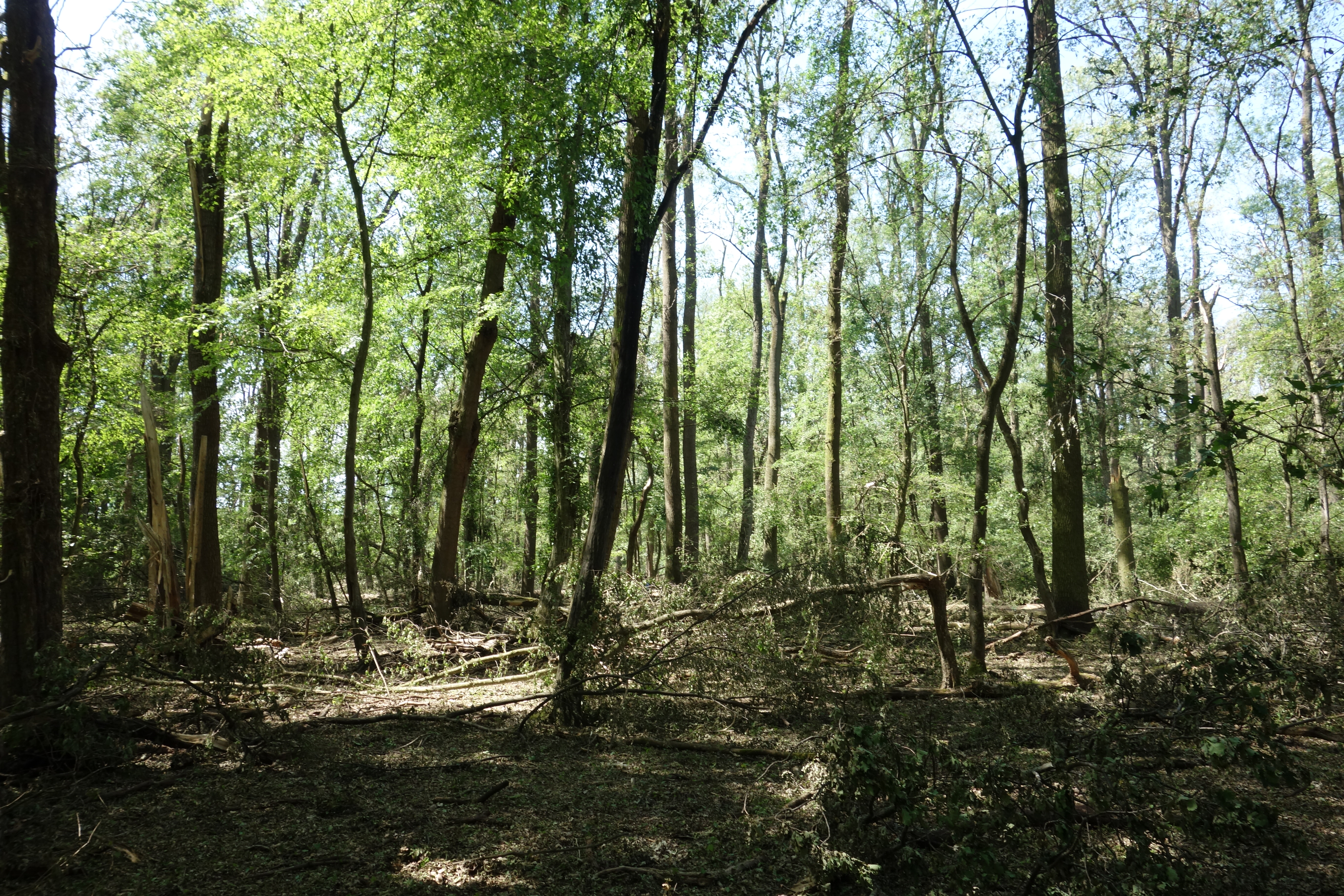 Spíše než kalamitní holiny vznikla v lesích prosvětlená místa