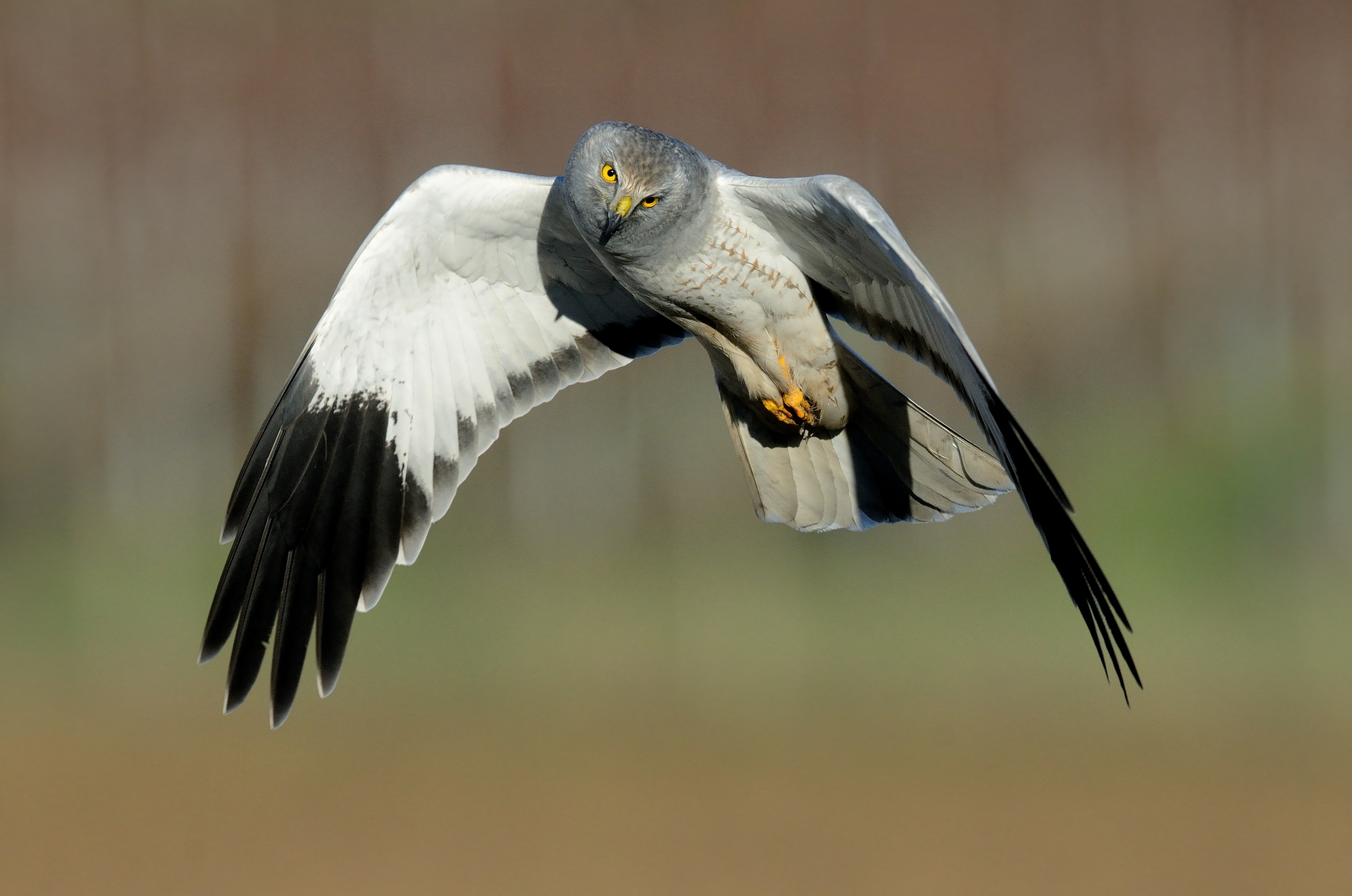 Dospělý samec motáka pilicha (Circus cyaneus)