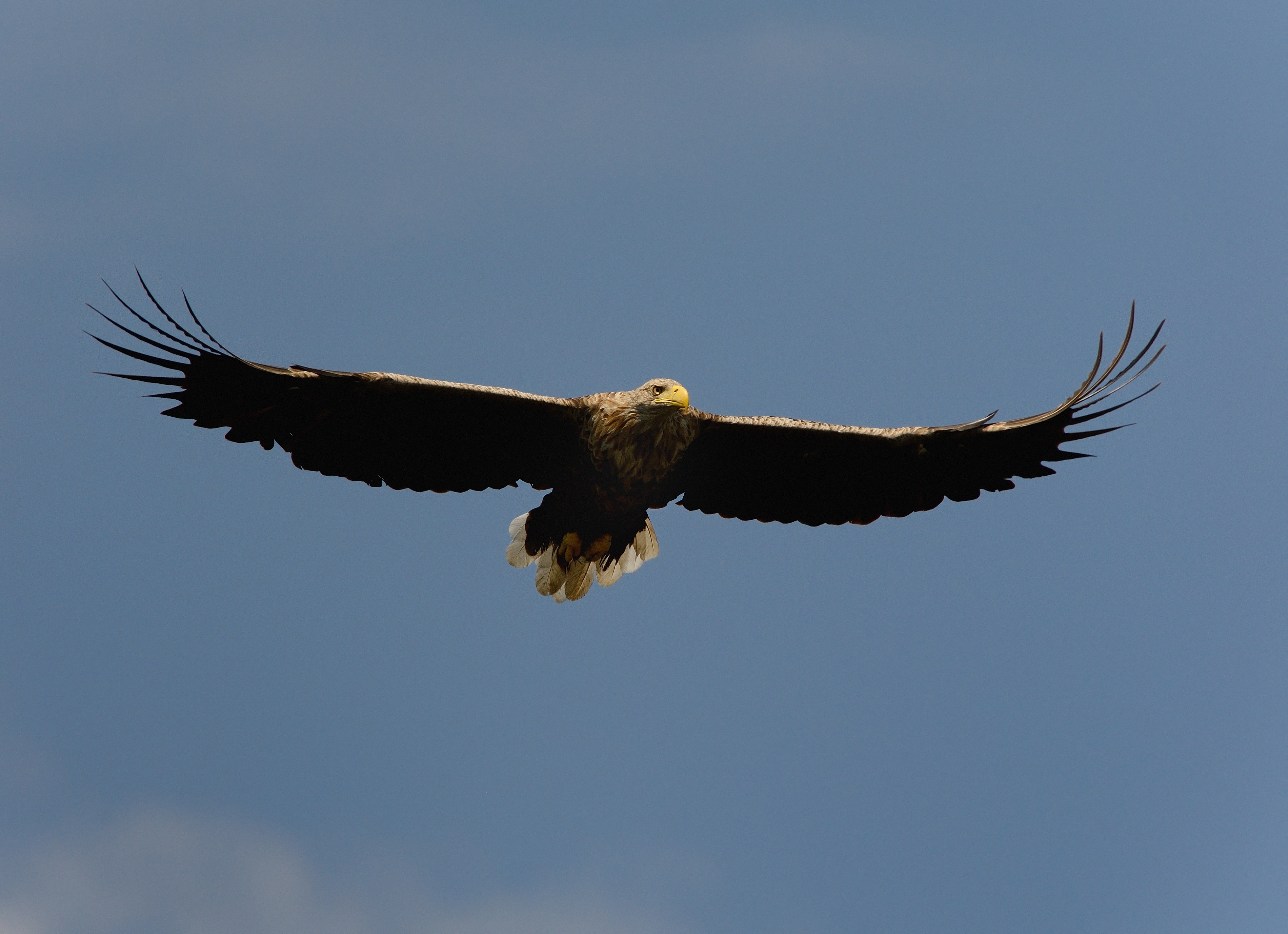 Dospělý orel mořský (Haliaeetus albicilla)