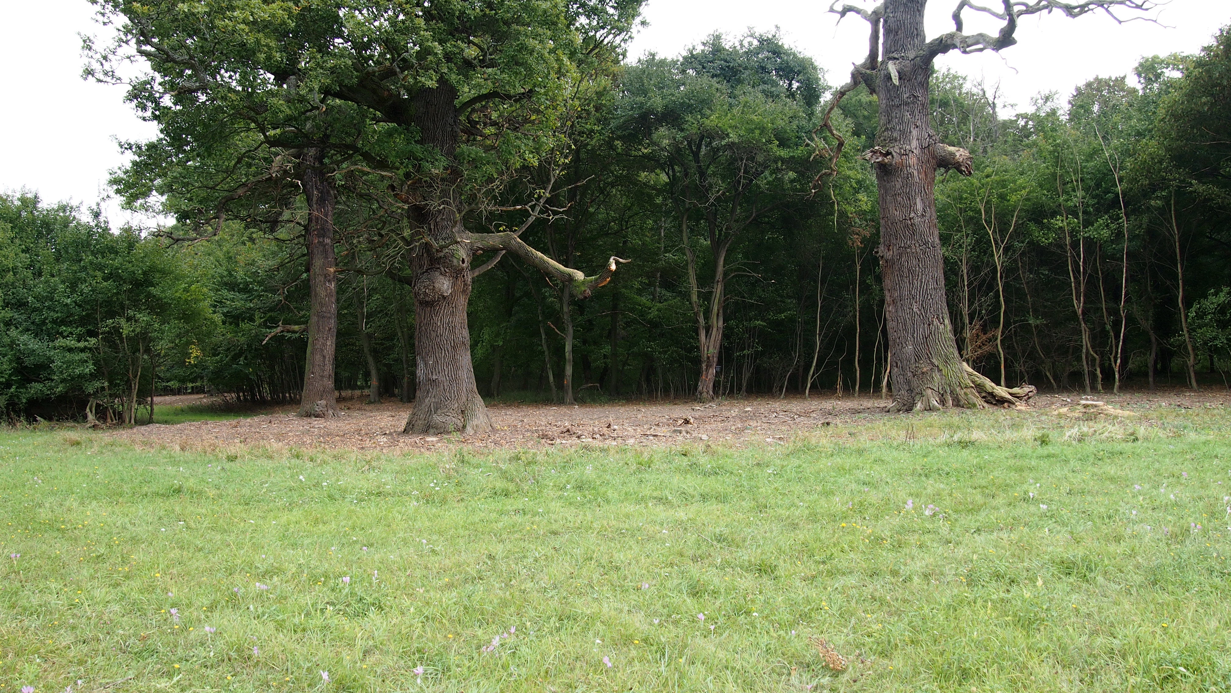 Odstraněním okolního porostu a náletových dřevin se mohutné staroduby opět dostaly ke světlu