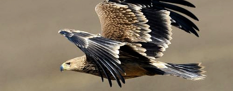 Mladý orel královský (Aquila heliaca)