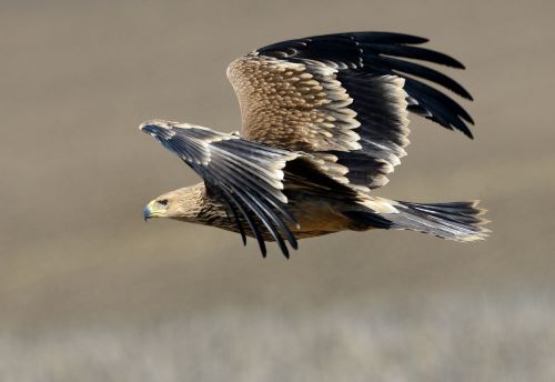 Mladý orel královský (Aquila heliaca)