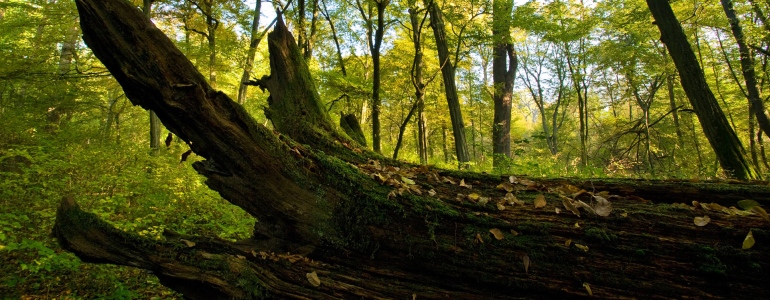 Umírající solitéry na Soutoku