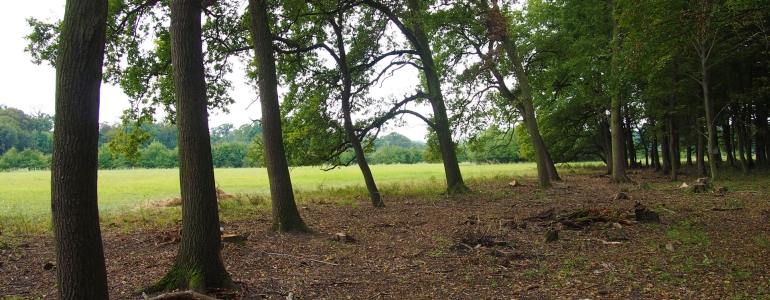  Otevřené lesy a na ně vázané druhy postupně ubývají. Prosvětlování porostů je opatřením, které vede k podpoře biodiverzity