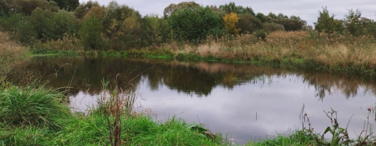 Mokřad. Ilustrační foto Pavla Pokorná