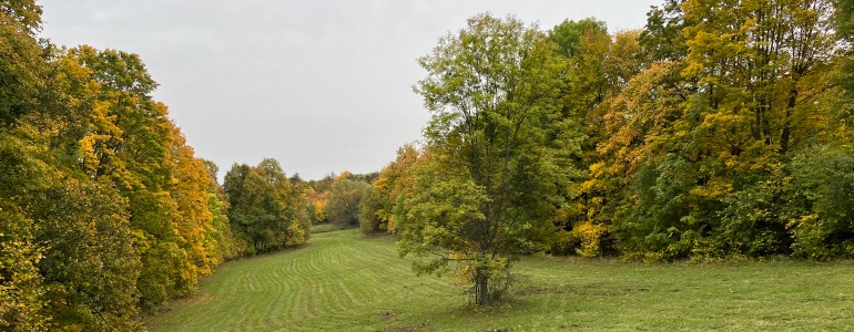 Pokosená louka mezi vzrostlými stromy.