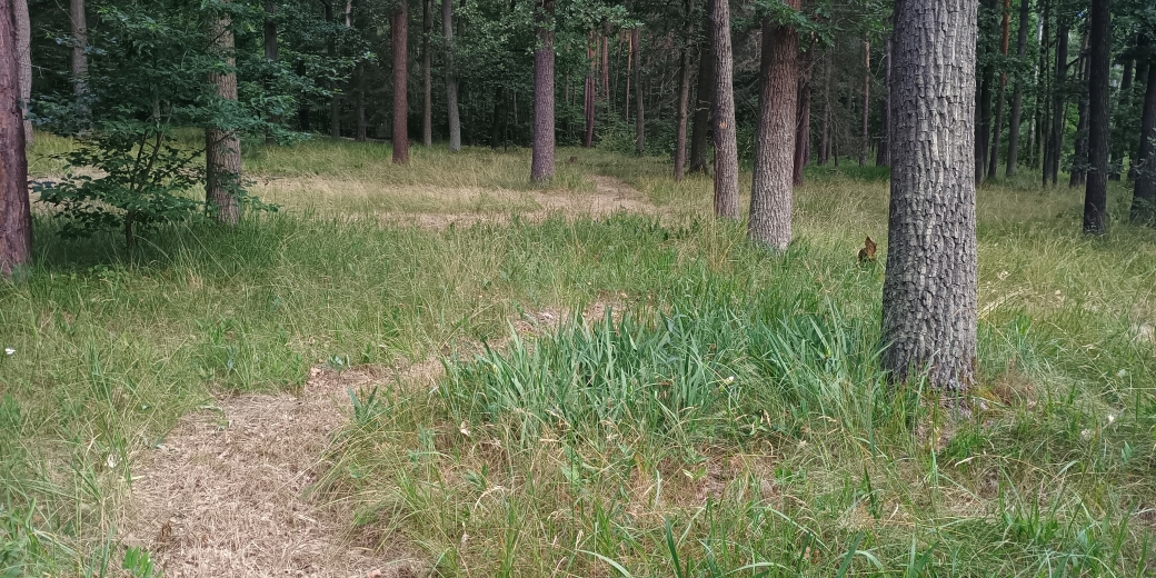 Rozsáhlé kosení a redukce invazních rostlin v NPP Hodonínská Dúbrava