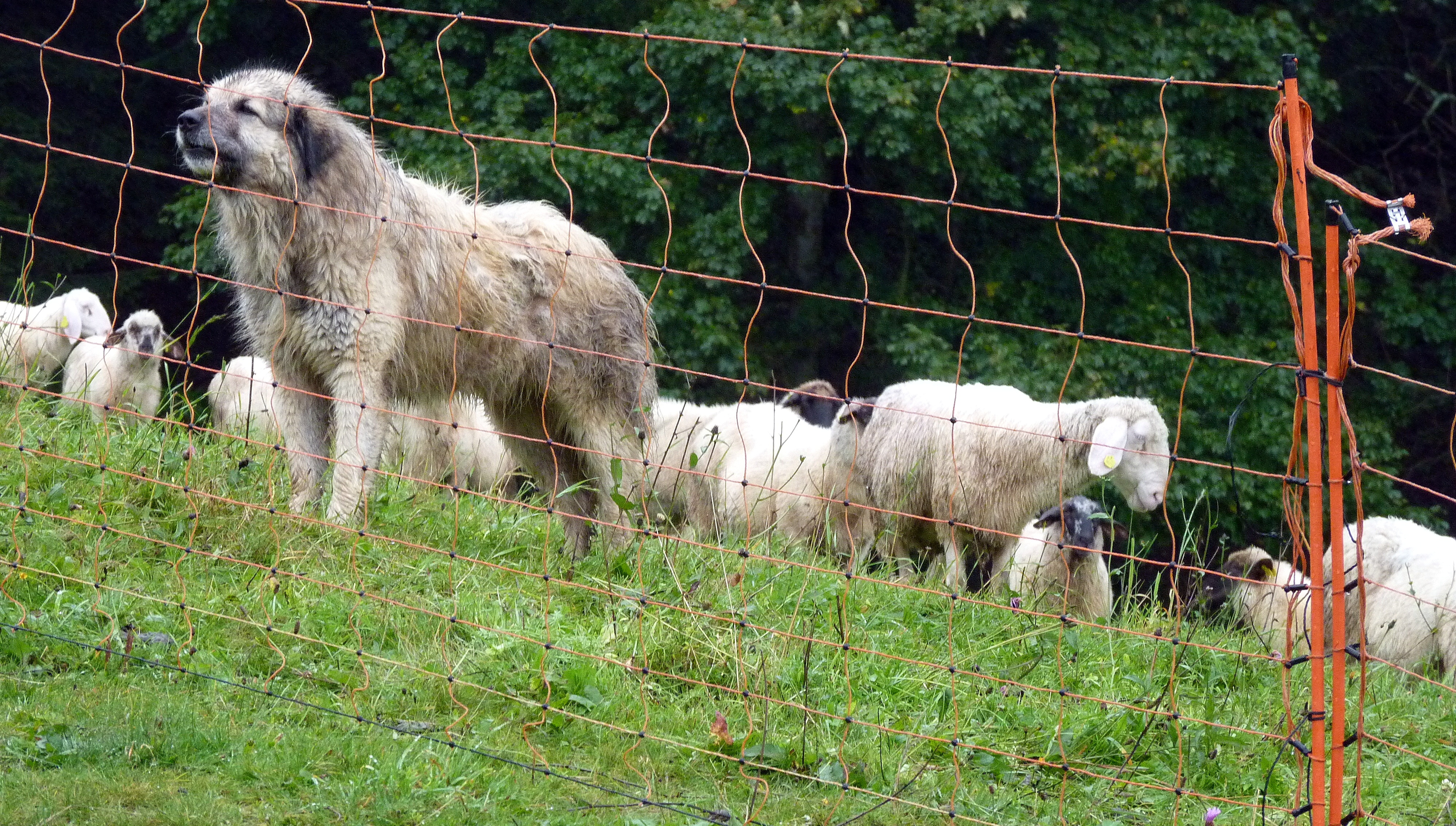 pastevecký pes, Dana Bartošová