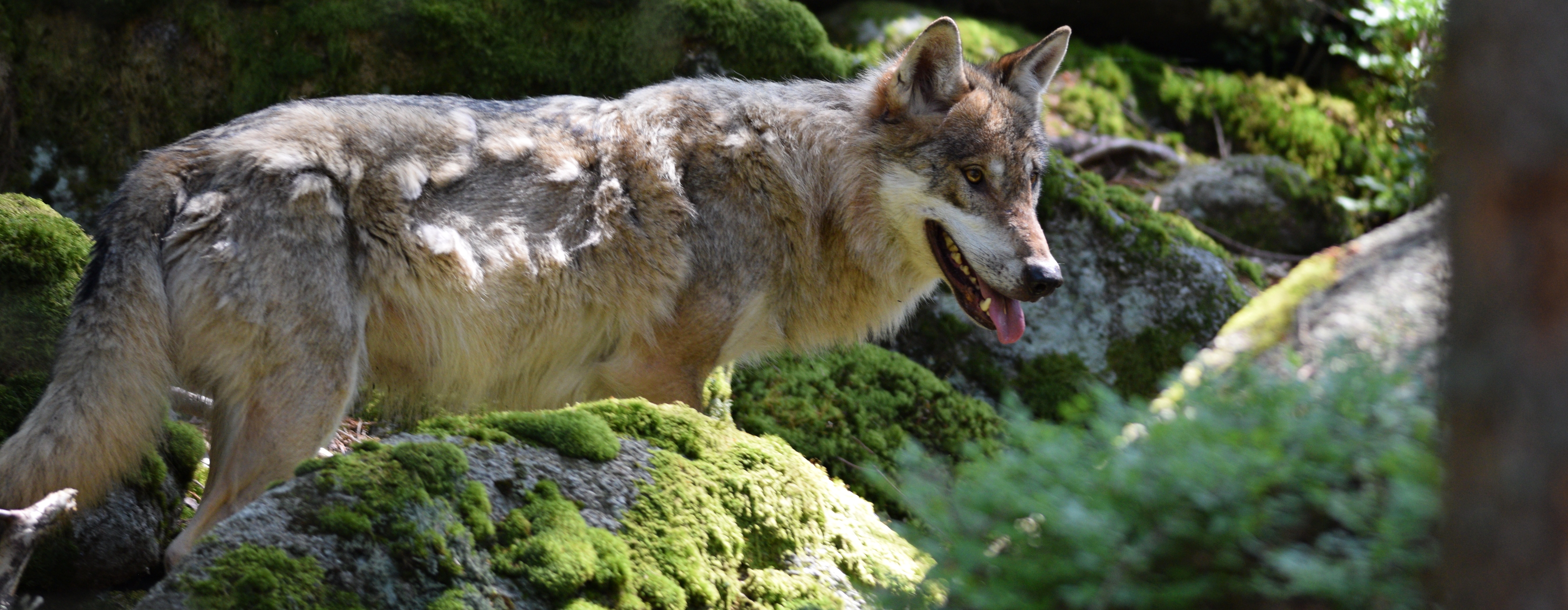 vlk obecný, Martin Jiran