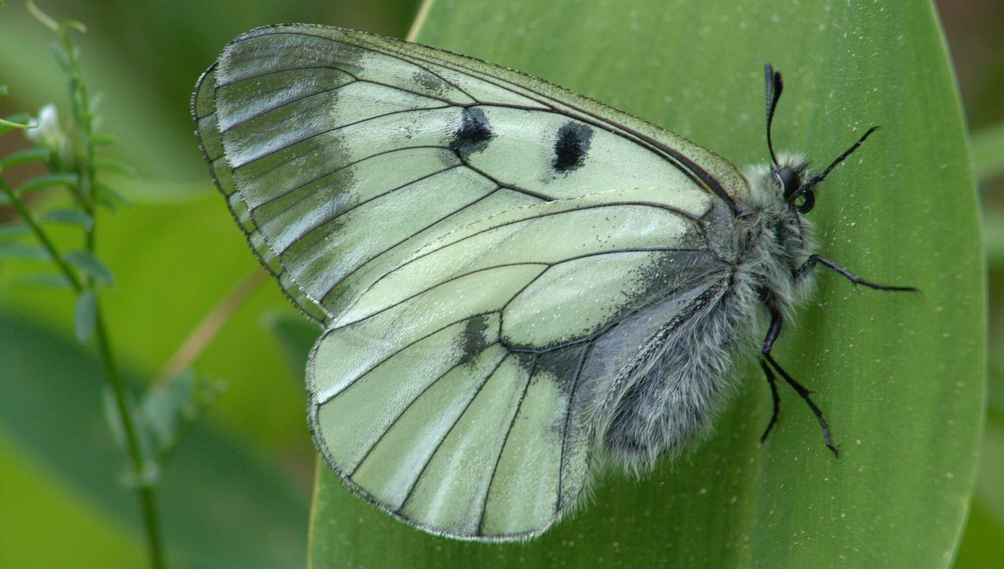 jasoň dymnivkový, Aleš Moravec
