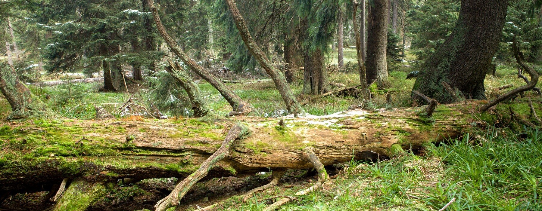 horský les - Petr Šaj