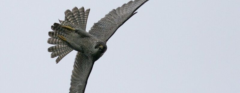 Sokol stěhovavý - Petr Šaj