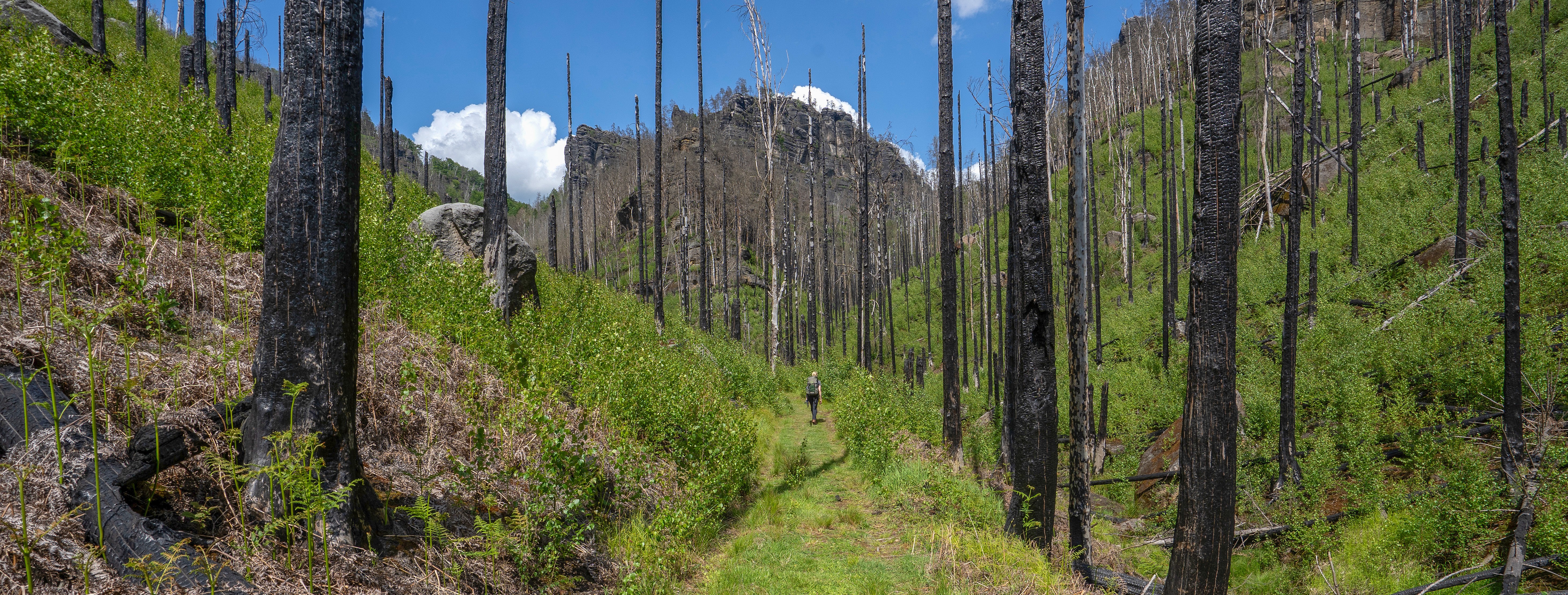 Na fotografii je obnovující se les po požáru v NP České Švýcarsko, 