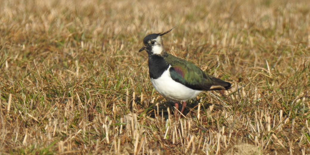 Čejka chocholatá v poli.