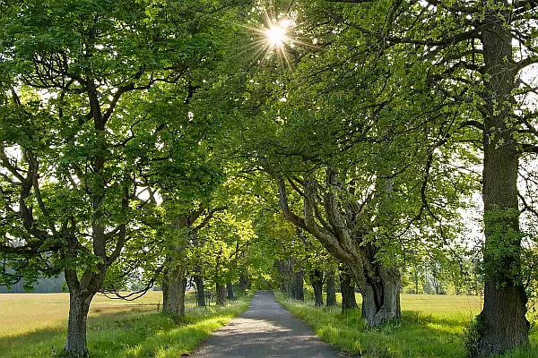 Stromová alej na Záběhlé.