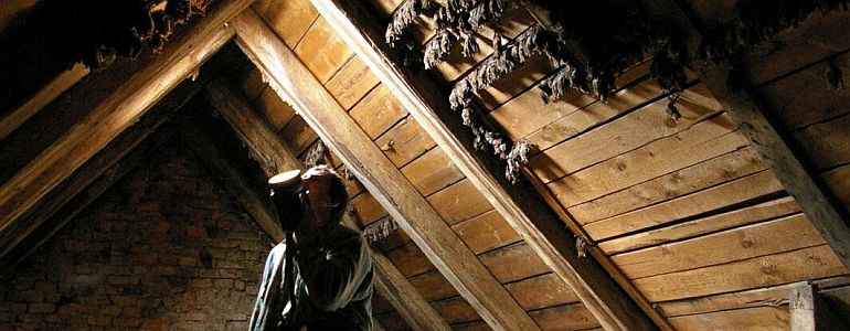 Kolonie netopýrů velkých v ZUŠ Český Dub.