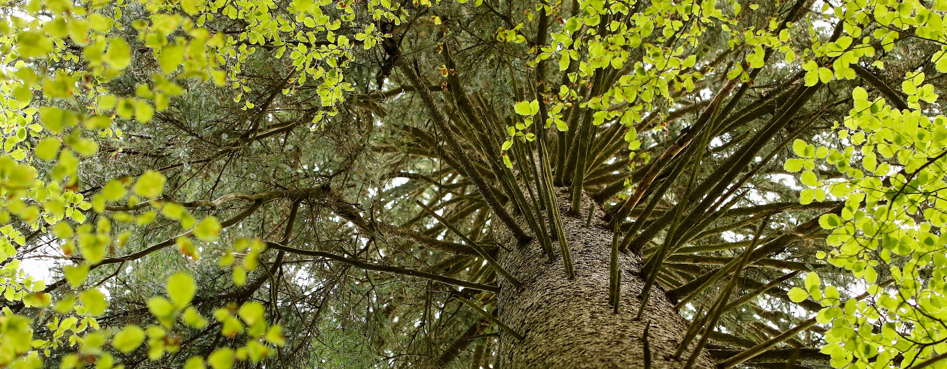 Pohled do koruny stromu.