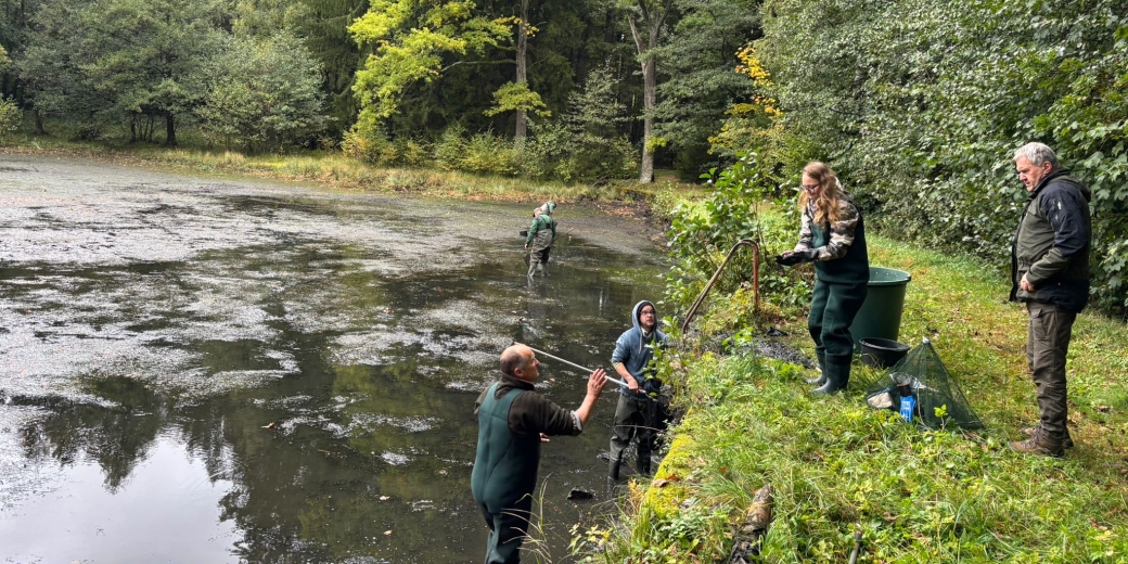 Výlov střevlí a slunek z rybníka u Starých Hutí