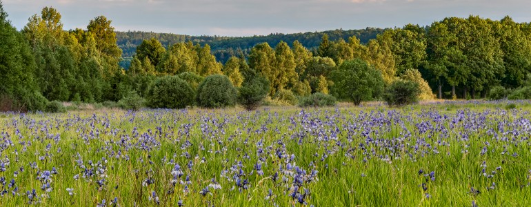Modré kosatce na louce u Padrťských rybníků.