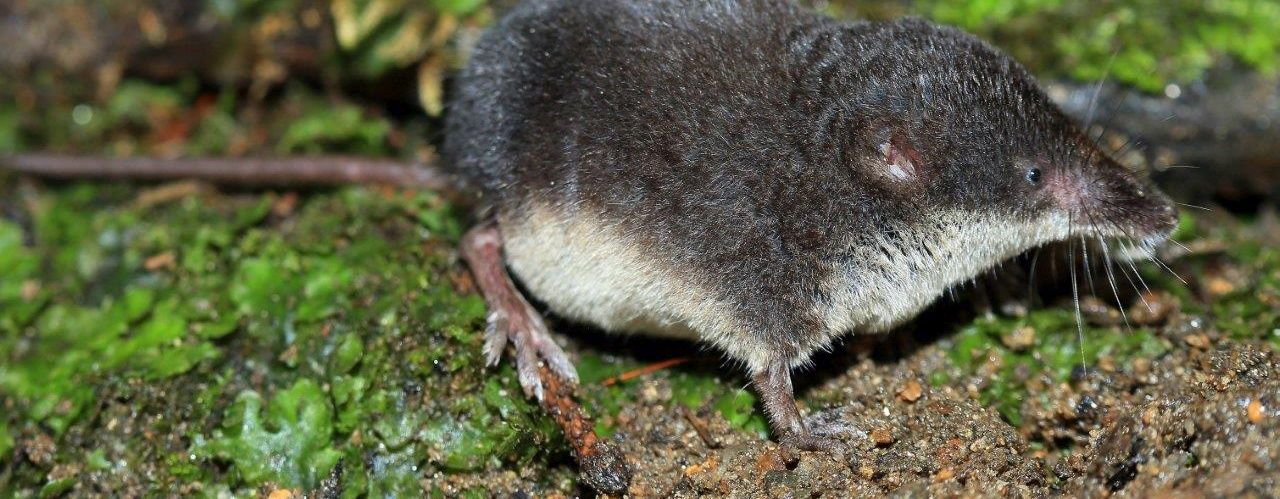 Detail rejsce menšího.