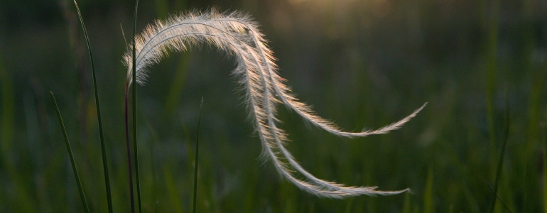 Detail kavylu na louce.