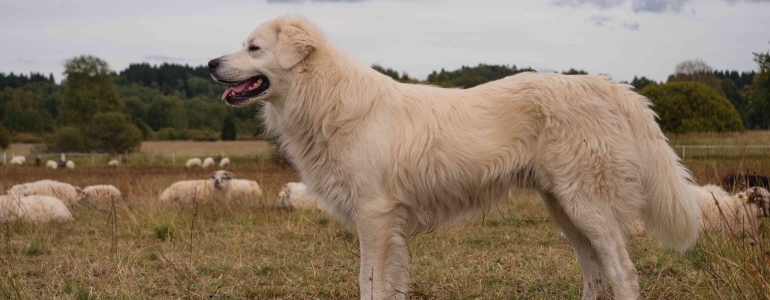 Pastevecký pes se stádem ovcí.