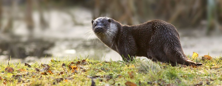 Vydra říční na louce.