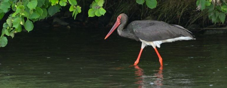 Čáp černý kráčející a lovící v řece.