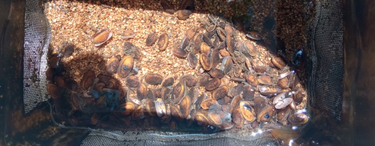 Pohled na káď s vodou a mladými perlorodkami.