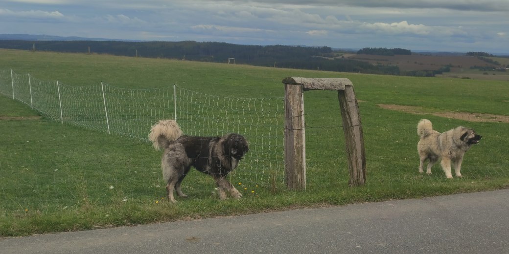Kavkazští pastevečtí v ohradě.