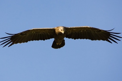 Orel křiklavý, foto: Petr Šaj