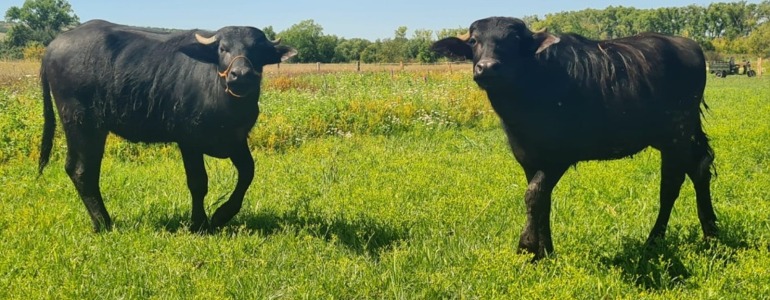 Buvoli na Slanisku u Nesytu