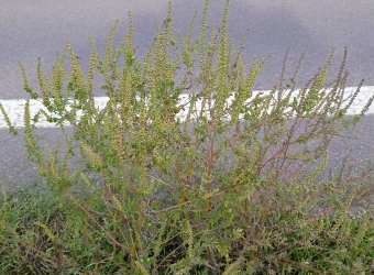 Ambrozie peřenolistá rostoucí na kraji silnice.