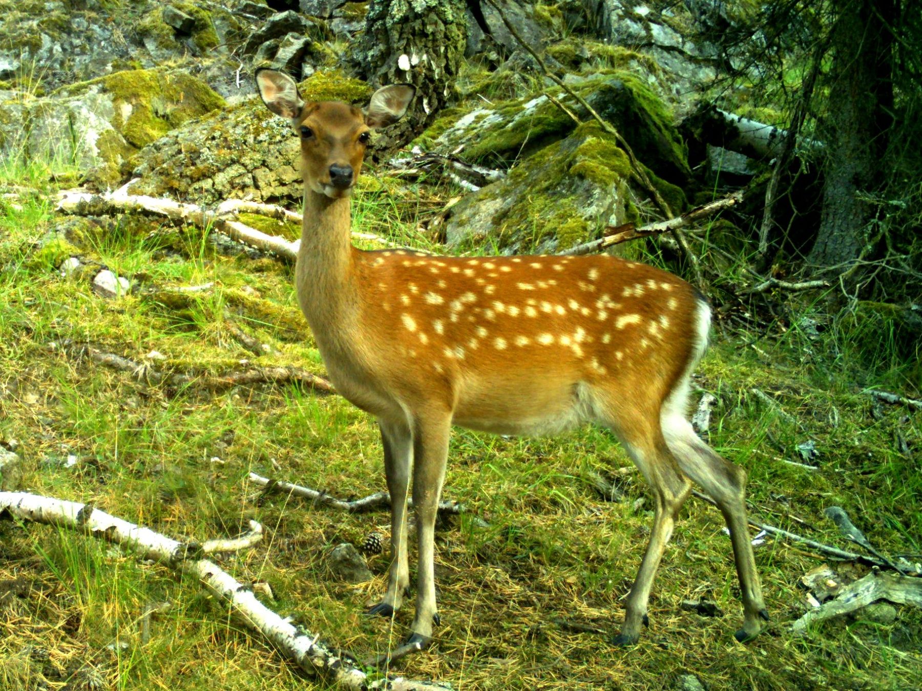 Jelen sika, foto: Pavel Jaška