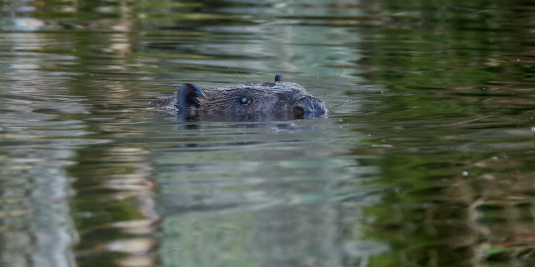 The Beaver European - Castor fiber