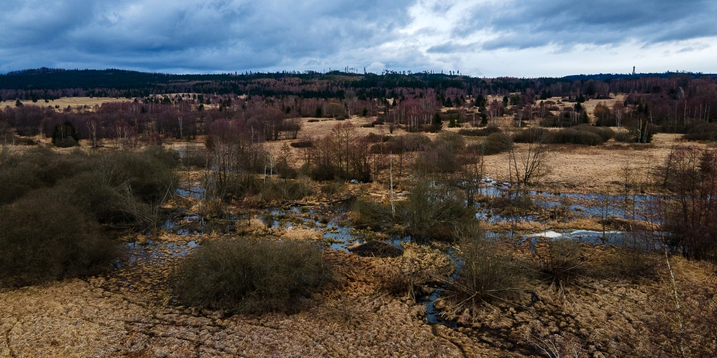 Wetland created by a beaver near a Dolejší Padrťský pond