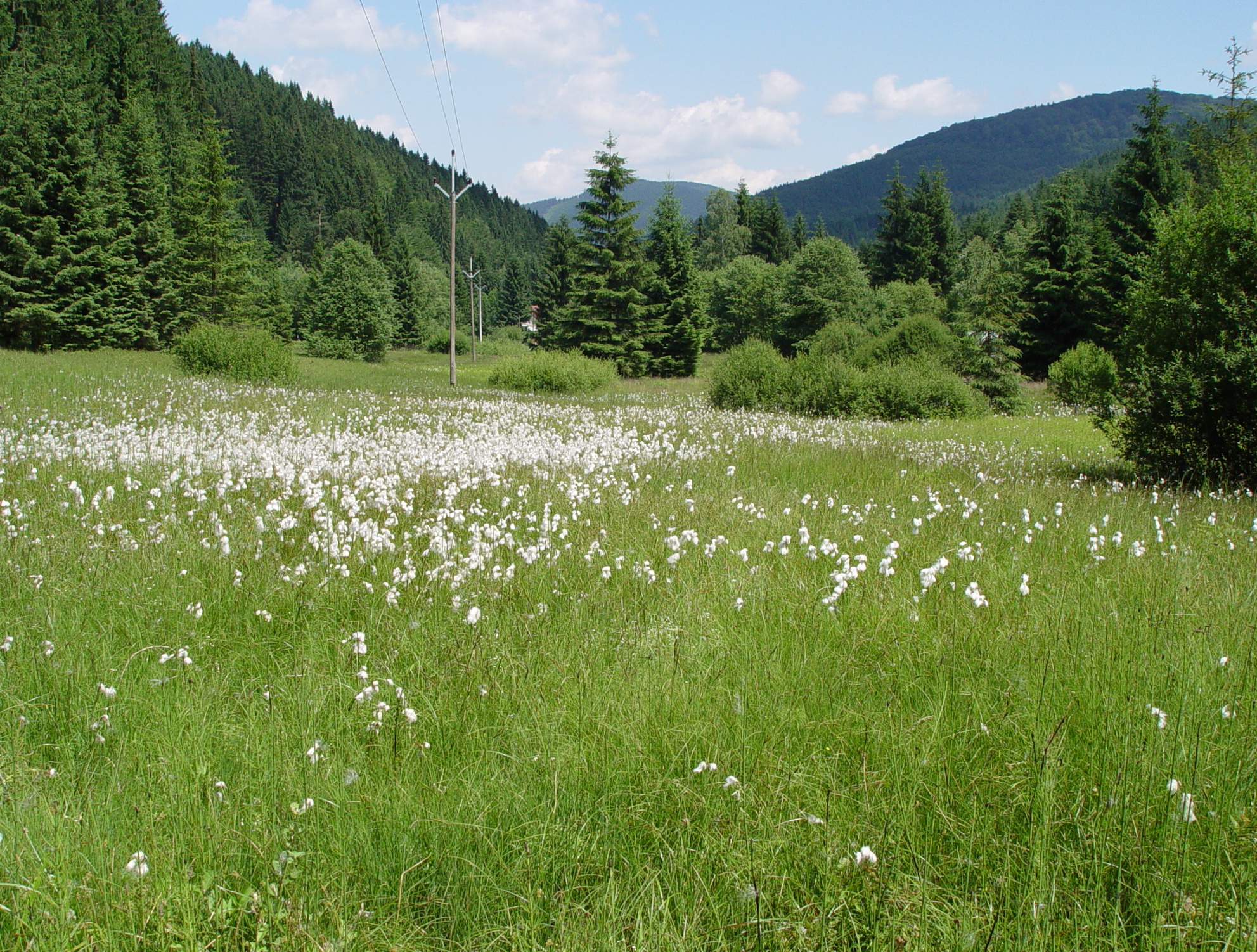 mokřadní louka se suchopýry