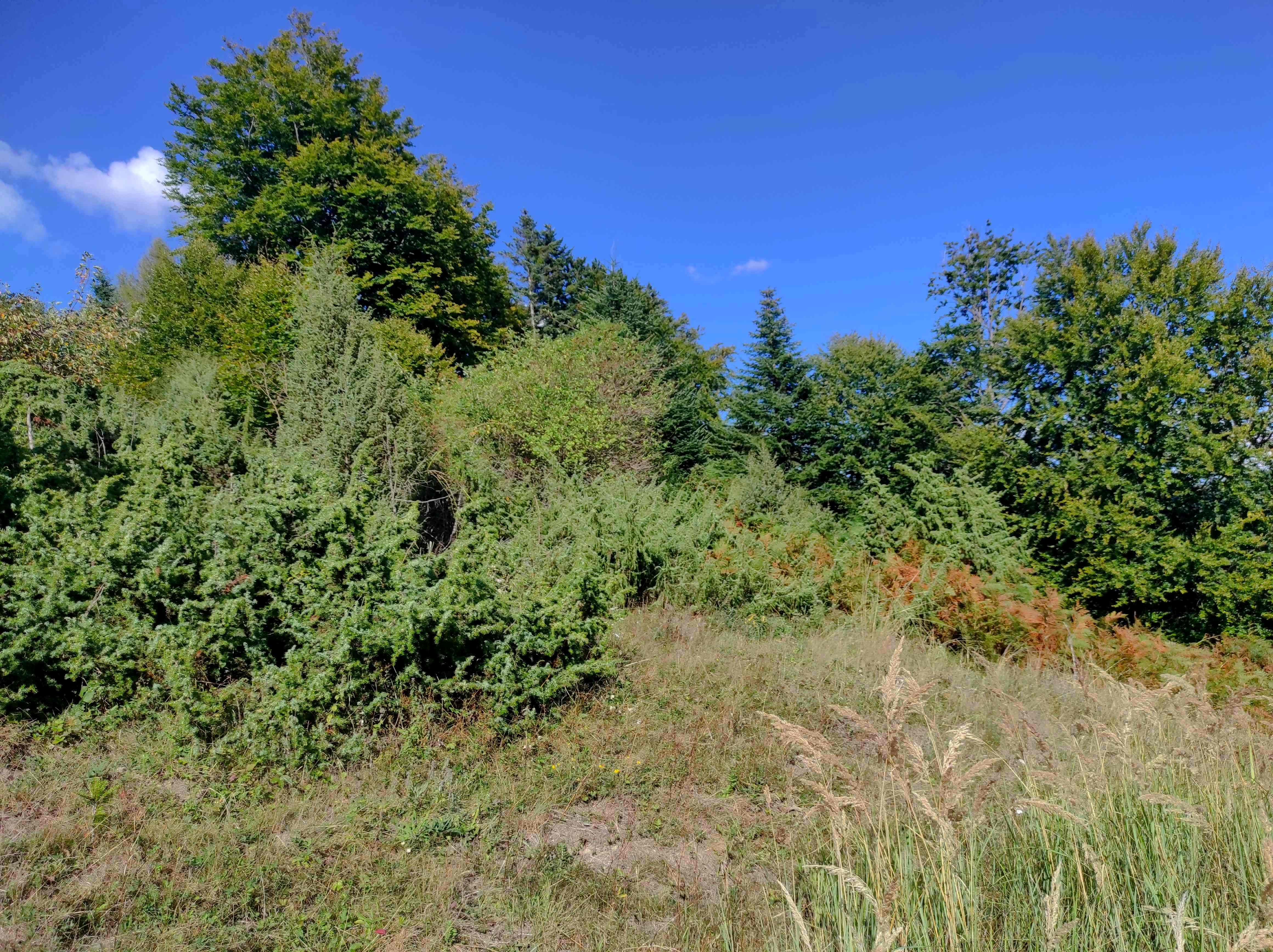 zarůstající jalovcový pasínek