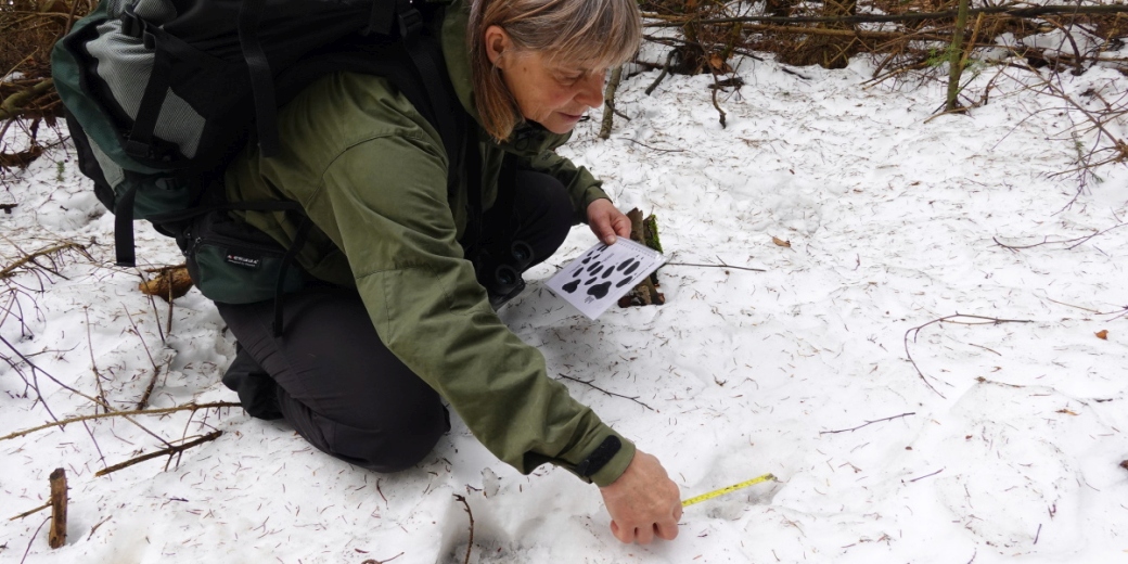 Jitka Dvorská při měření vlčí stopy. Foto Miroslav Dvorský