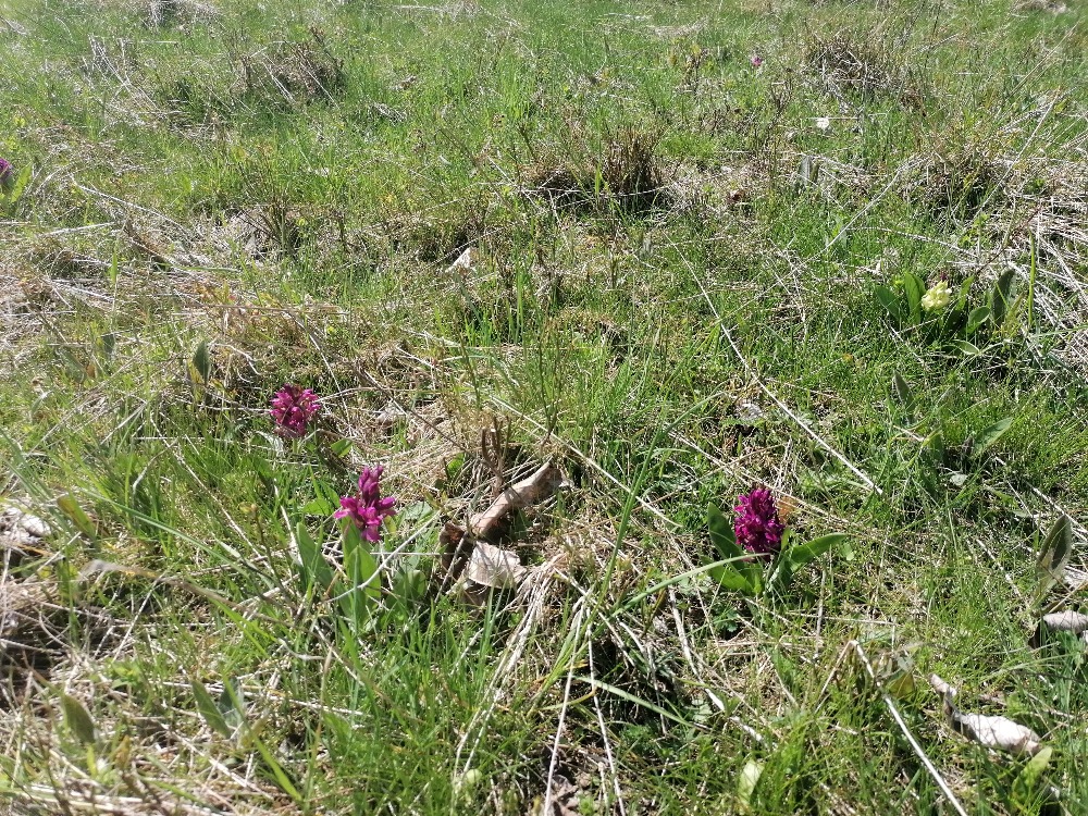 Prstnatec bezový na pasínku v Horní Lomné.